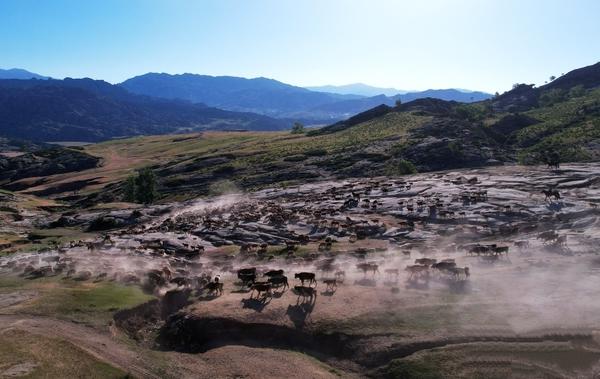Millions of cattle, sheep, and horses embark on an ancient journey from spring pastures to lush high-altitude summer grazing lands in Xinjiang. (Photo: China News Service)