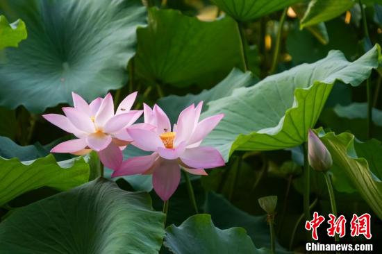 (Photo: China News Service)