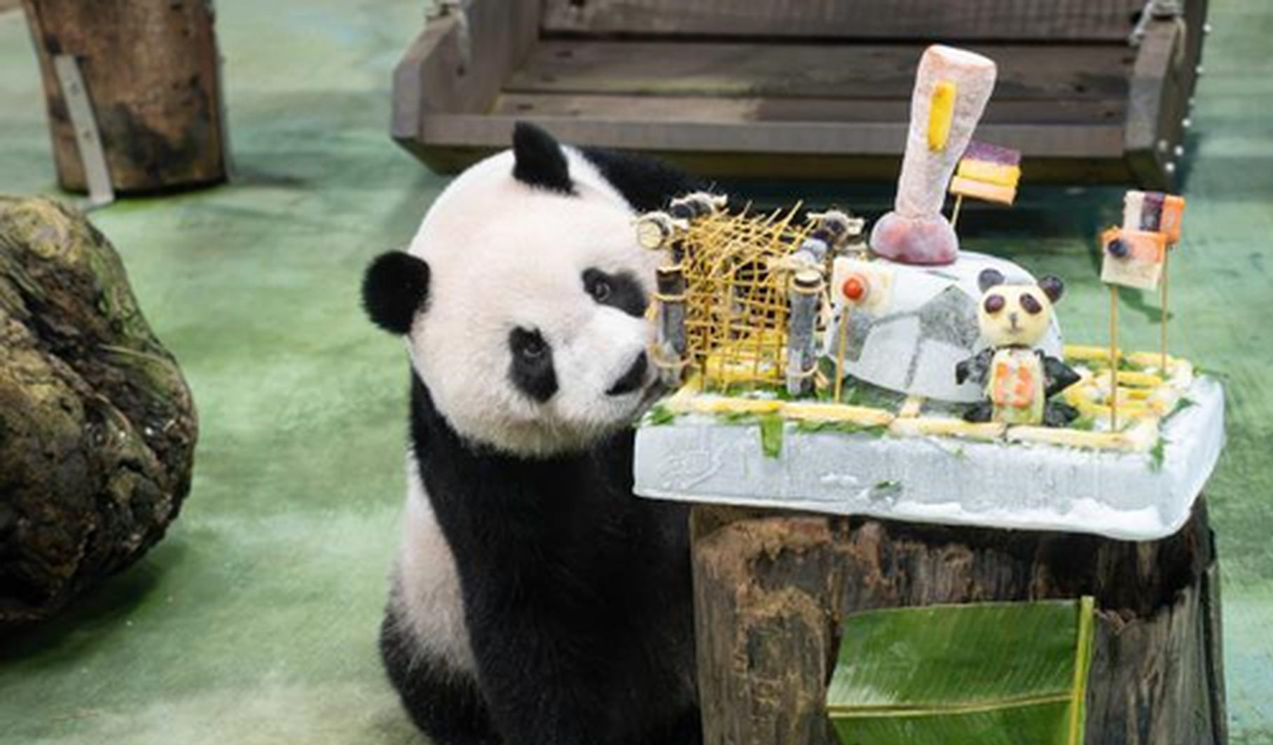 Giant panda Yuan Zai celebrates 13th birthday in China's Taiwan