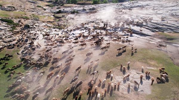 Millions of cattle, sheep, and horses embark on an ancient journey from spring pastures to lush high-altitude summer grazing lands in Xinjiang. (Photo: China News Service)