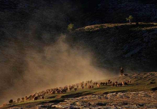 Millions of cattle, sheep, and horses embark on an ancient journey from spring pastures to lush high-altitude summer grazing lands in Xinjiang. (Photo: China News Service)