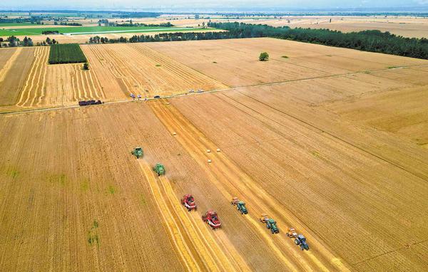 Harvesters work in a wheat field on saline-alkali soil in Wanrong County, Yuncheng, Shanxi Province, on June 12, 2026. (Photo: China Daily)