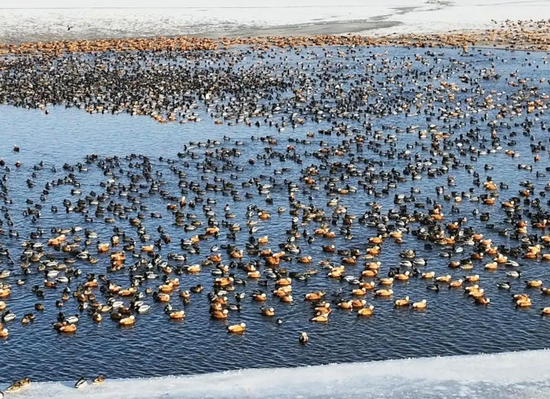 Inner Mongolia reports sharp rise in wintering waterbird numbers