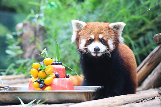 Four pandas celebrate first birthday at Zhengzhou Zoo