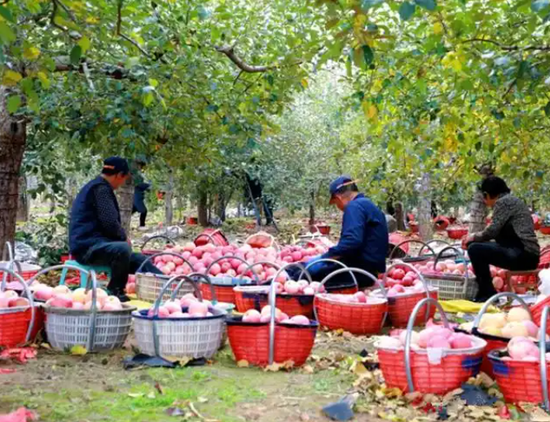 Yan'an apples exported to Uzbekistan for first time