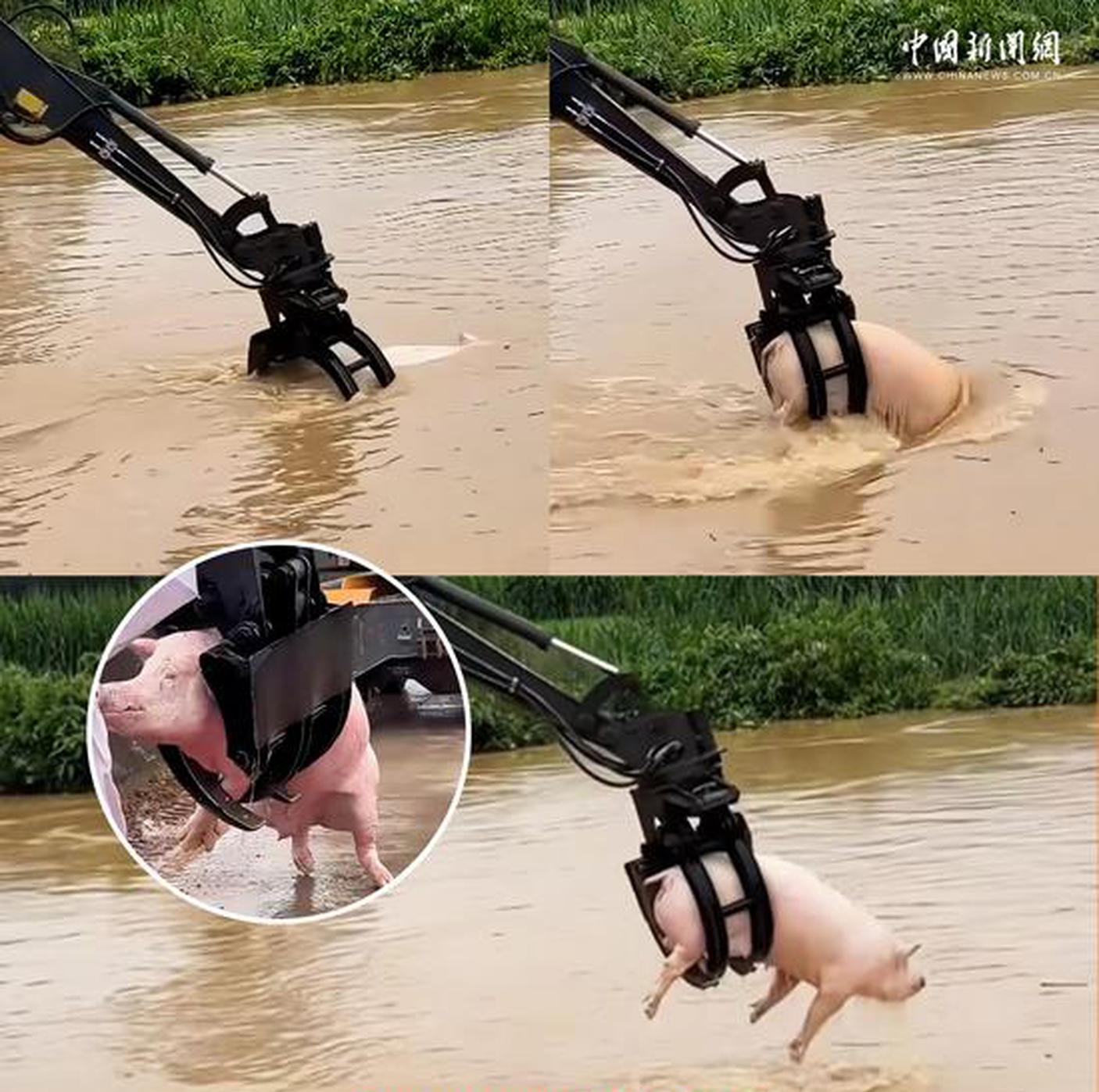 China In Photos: Villagers use excavator to rescue pig swept away by floodwaters in Guangxi