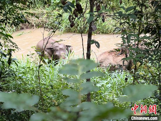 Wild Asian elephants are seen playing at Wild Elephant Valley in the Xishuangbanna National Nature Reserve, southwest China's Yunnan Province. (Photo: China News Network/Huang Fang)