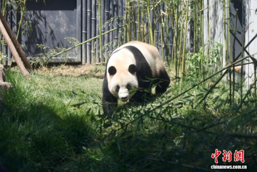 Giant panda "Fu Jiang" walks around inside the new giant panda exhibit at Beijing Zoo on July 15, 2026. (Photo: China News Service）