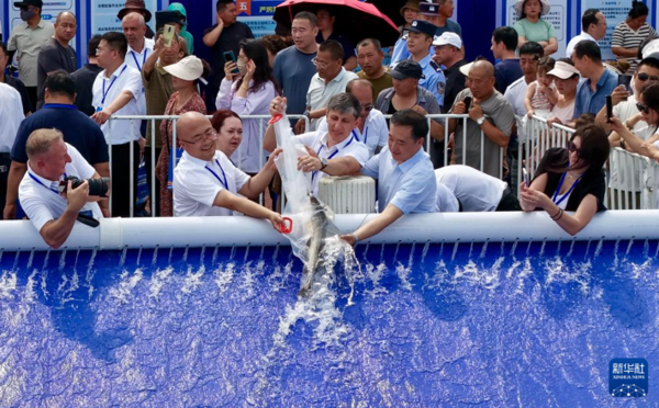 The China-Russia joint fish stock enhancement and release activity takes place in Tongjiang, northeast China's Heilongjiang province, July 14, 2026. (Photo: Xinhua）