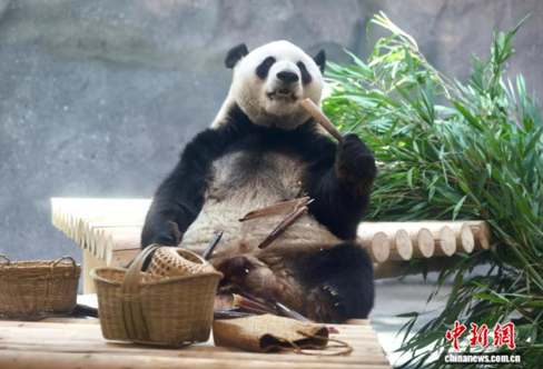 Giant panda "Meng Lan" eats bamboo at Beijing Zoo on July 15, 2026. (Photo: China News Service）