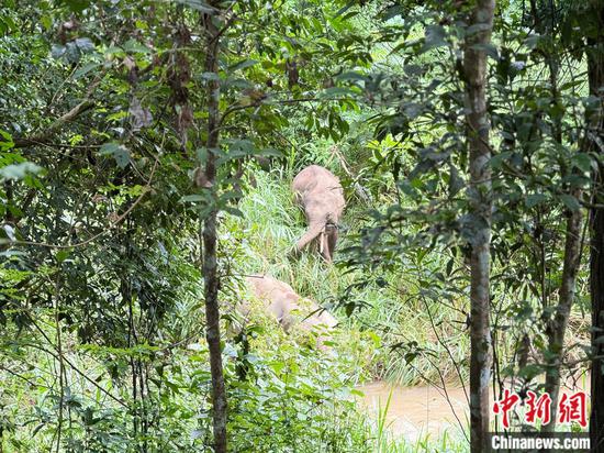 Wild Asian elephants are seen playing at Wild Elephant Valley in the Xishuangbanna National Nature Reserve, southwest China's Yunnan Province. (Photo: China News Network/Huang Fang)