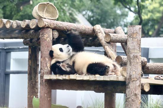 New giant panda pavilion opens at Beijing Zoo