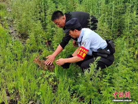 Police officers release the rescued Chinese water deer fawn into a forest. (Photo: Wangqing Forest Police)