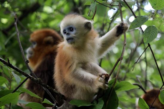 Golden snub-nosed monkeys enjoy summer cool in central China