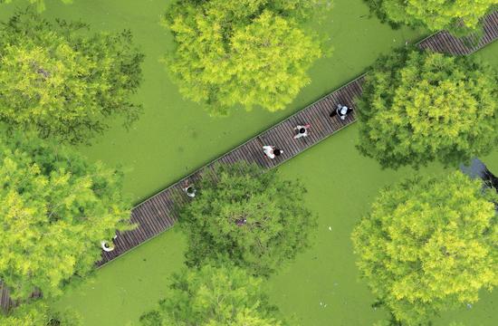 Luyanghu Wetland Park: a popular retreat for tourists to escape summer heat