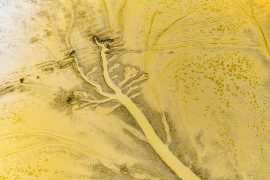 Exploring stunning tidal tree landscape in Yellow Sea Wetlands