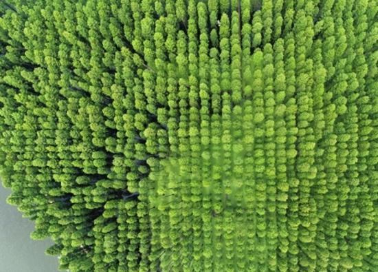 China targets 56.4% forest and grassland coverage by 2030 
