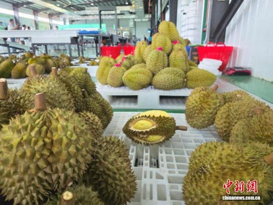 The photo shows durians piled up in the workshop of an agricultural enterprise in Hainan. (Photo、China News Service)