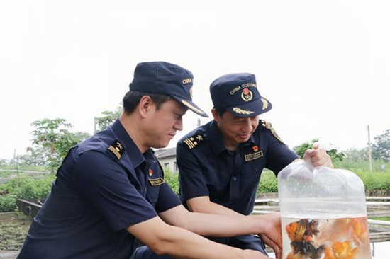 S China's Qingyuan ornamental fish exports reach 200,000 in H1