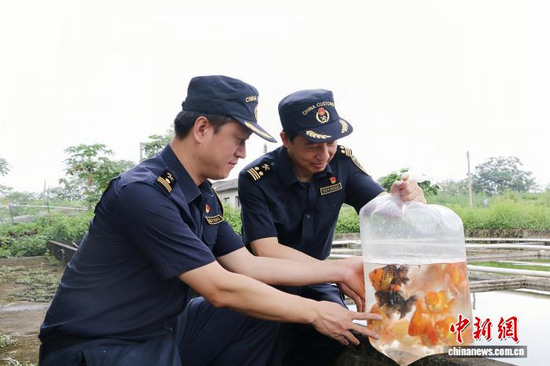 Qingyuan Customs officers conduct an on-site inspection of ornamental fish for export. (Photo: China News Service/Lin Ye)