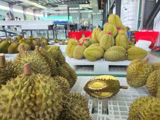 China’s durian imports reach 1.87 million tonnes in 2025, double 2022 level