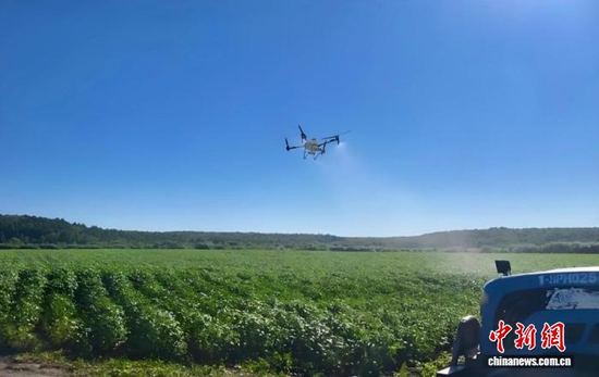 A drone conducts crop management over peanut fields in Hongyazi Town, Xingcheng, Liaoning Province. (Photo: China News Service/Wang Xitong)