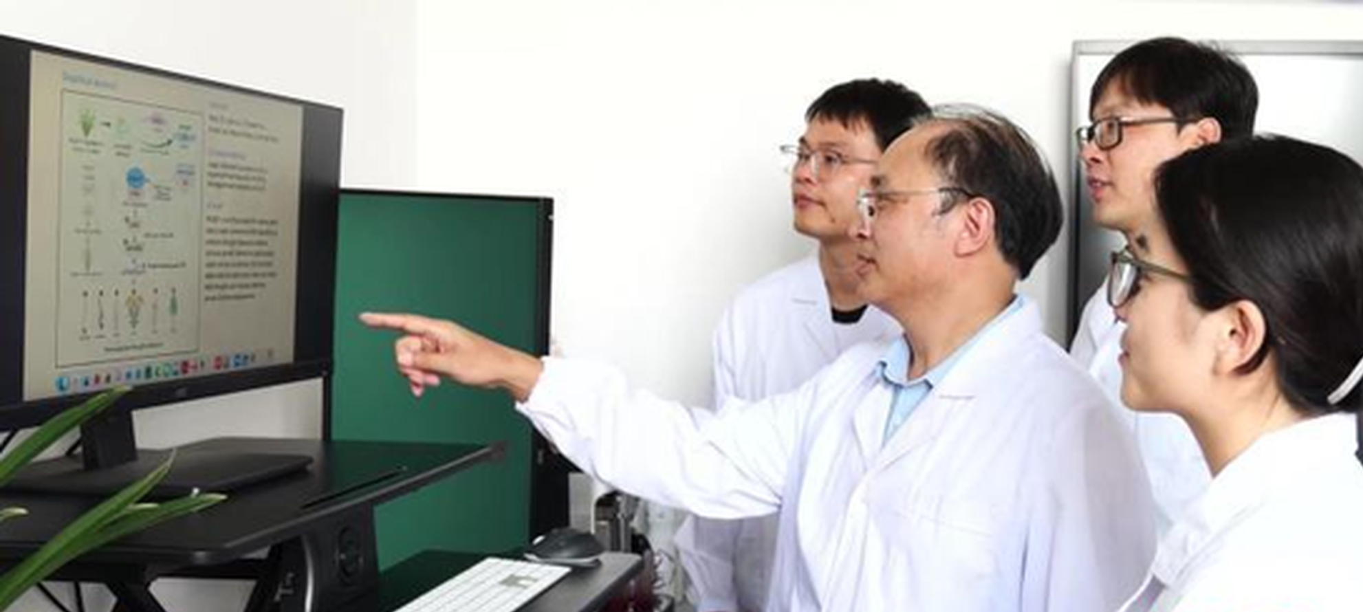 Chinese team finds rice gene with potential to improve drought resistance in multiple plant species