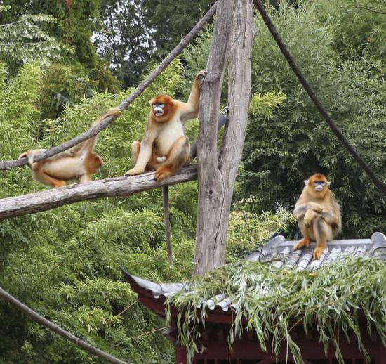 Pairi Daiza zoo names golden snub-nosed monkey cubs Zhenzhen and Xile