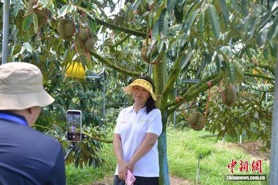 China's Sanya durians sell out as soon as they hit shelves