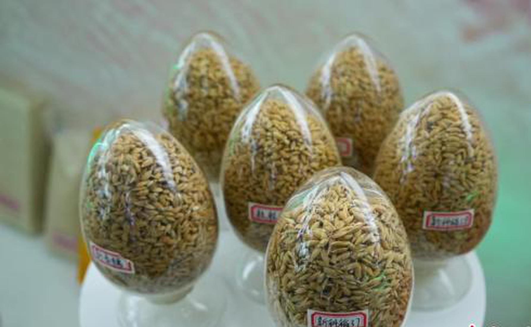 China launches EDV system for 10 crops to strengthen seed IP protection