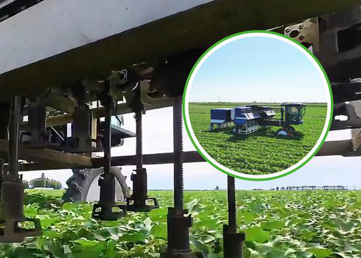 China In Photos: Xinjiang deploys 108-arm robot for cotton topping