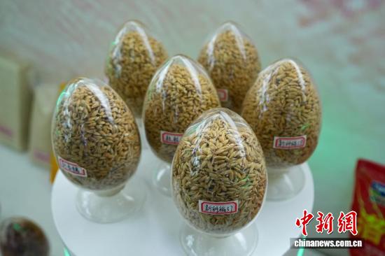 Rice seeds. (Photo/China News ervice)