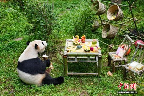 Giant panda Mao Zhu celebrates its 12th birthday at the Yunnan wildlife park in Kunming, July 26, 2026. (Photo/China News Service)
