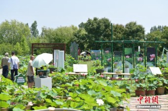 The 40th Lotus Exhibition opens in Tengzhou, Shandong Province on July 26.  (Photo: China News Service/Zhou Yiwei)