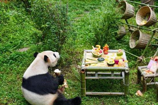Giant panda Mao Zhu celebrates 12th birthday in Yunnan