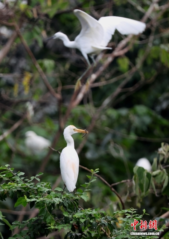 Cattle egrets carry twigs to build nests at Longshui Lake, Dazu District, Chongqing, June 5, 2026. (Photo: China News Service/Mao Jianjun)