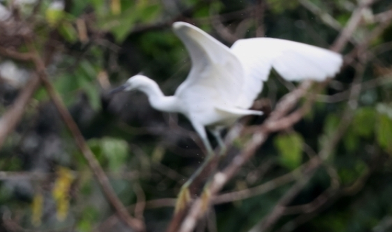 China's ecological environment improves in H1