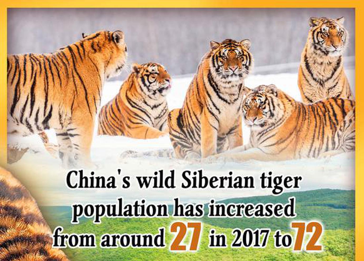 International Tiger Day: China's tiger conservation in numbers
