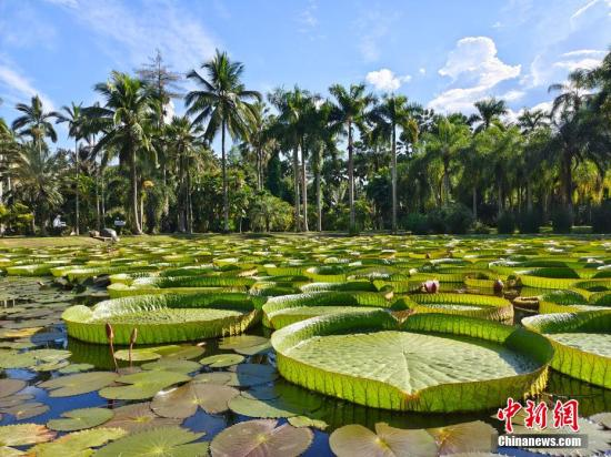 Located in southwest China’s Yunnan Province, Xishuangbanna Tropical Botanical Garden, Chinese Academy of Sciences, is home to the world’s largest outdoor collection of plant species and the greatest number of plant taxa on public display. (Photo: China News Service/Han Shuainan)