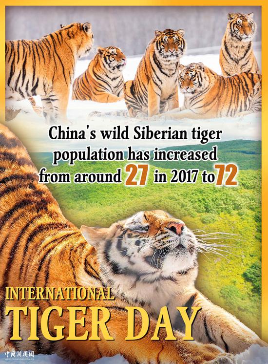 International Tiger Day: China's tiger conservation in numbers