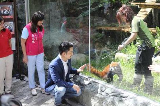 Shanghai-gifted red pandas debut in Taipei