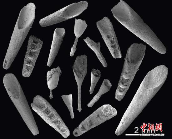 Fossils of the genus Eoceras. (Photo provided to China News Service)
