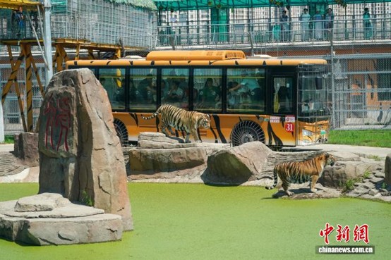Visitors interact with Siberian tigers from vehicles at the Siberian Tiger Park in Heilongjiang, July 29, 2026. (Photo: China News Service/ Zhao Yuhang)
