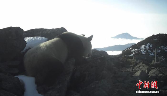 Footage of a wild giant panda captured on infrared camera  in the Fengtongzhai National Nature Reserve in Ya’an, Sichuan Province. (Photo: Fengtongzhai National Nature Reserve)