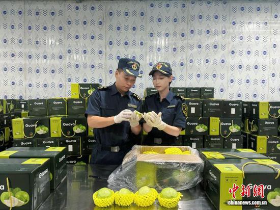 Fresh guavas from South China make export debut in Singapore