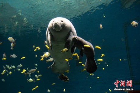 West African manatee mother Baobao and her calf Bixin at Chimelong Spaceship in Zhuhai, Guangdong Province. (Photo: provided by Guangdong Chimelong Group)