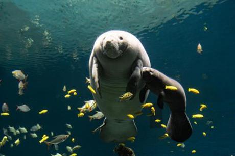 West African manatee calf turns one month old in Zhuhai