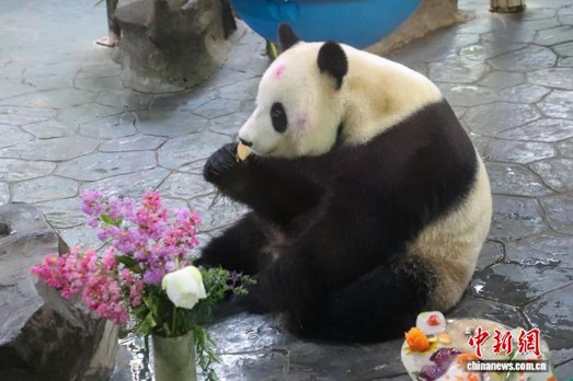 Giant panda Jia Jia enjoys her birthday cake prepared by caregivers, August 5, 2026. (Photo: China News Service/ Ni Li)
