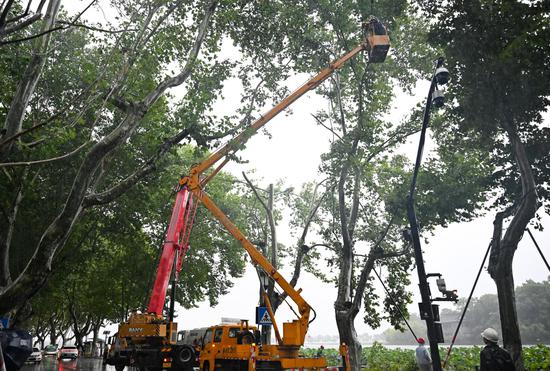 Typhoon Dolphin topples trees in Hangzhou