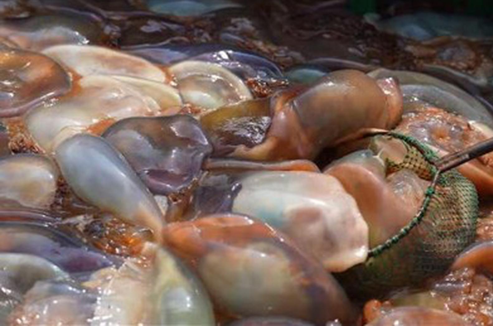 Northeast China jellyfish industry expands global reach